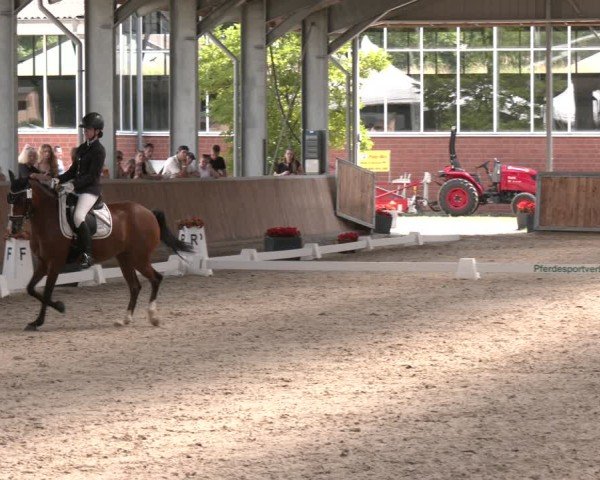 Reitturnier Langenfeld 2025