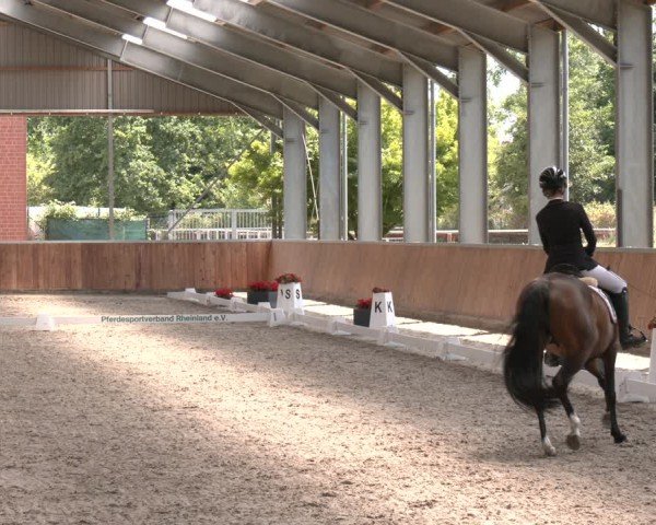 Reitturnier Langenfeld 2025