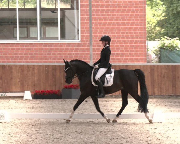 Reitturnier Langenfeld 2025