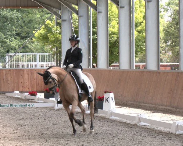Reitturnier Langenfeld 2025