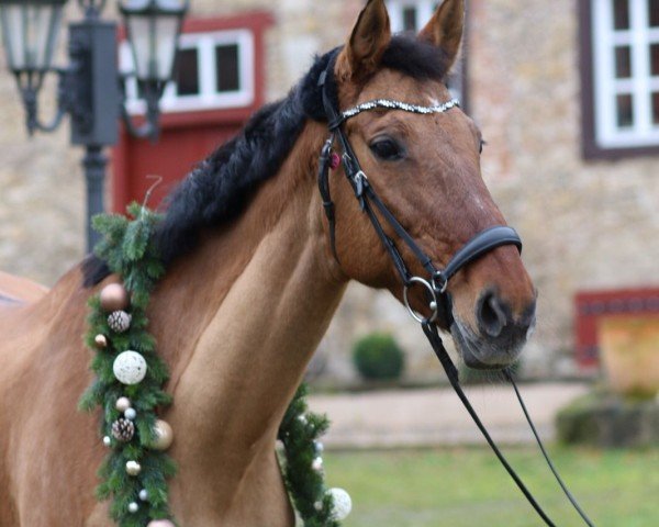 Dressurpferd Feine Liebe 2 (Deutsches Reitpferd, 2010, von Fresh from the Coast)