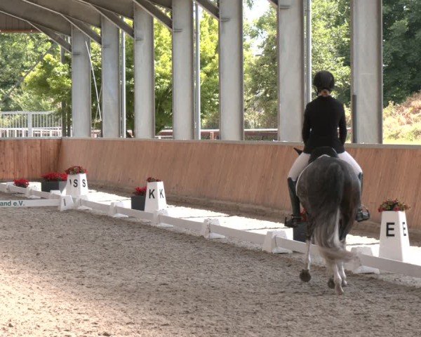 Reitturnier Langenfeld 2025