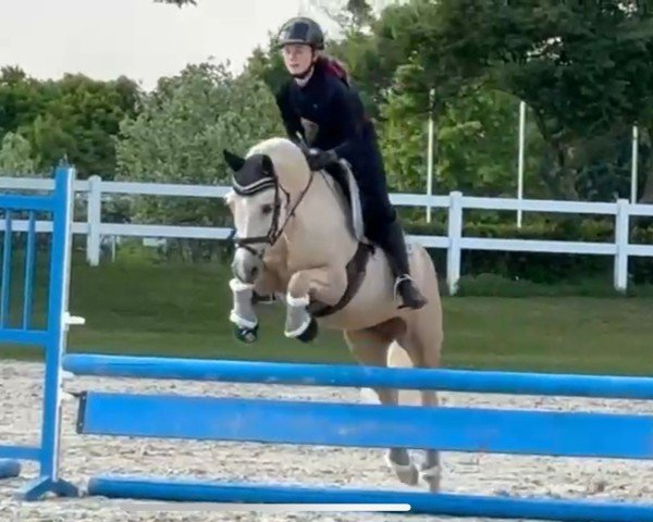 dressage horse Three-B Enfys (Welsh-Cob (Sek. C), 2014, from Three-B-Roy Roger)