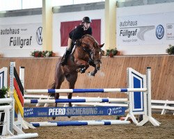 jumper Hi-Ten (KWPN (Royal Dutch Sporthorse), 2017, from Haines)