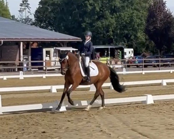 dressage horse Lordano 35 (unknown, 2018)
