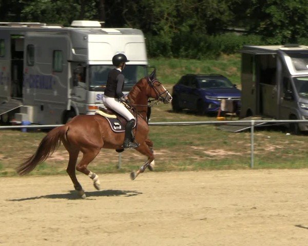 Reitturnier Bad Liebenstein/Sorga 2025