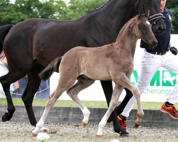 horse Glücksmoment (German Riding Pony, 2017, from HET Golden Dream)
