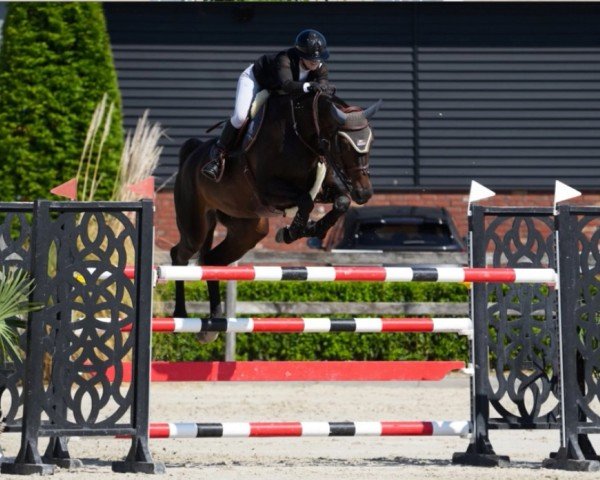 broodmare Conchagana PS (Hanoverian, 2013, from Contendros 2)
