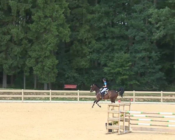 Reitturnier Tiefenhof/Opf. 2025