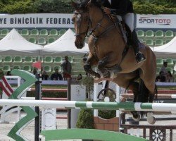 horse Tequila Sunrise AV Z (unknown, 2016, from Tangelo van de Zuuthoeve)