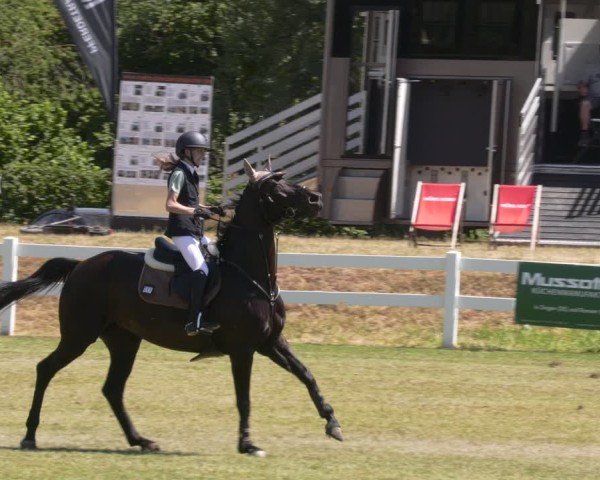 Reitturnier Aach 2025