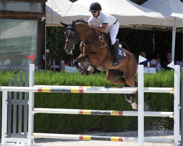 horse Samuray Z (Zangersheide riding horse, 2016, from Sir Obolensky Z)