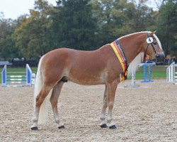 stallion Wegas 7 (Haflinger, 2013, from Walzertraum)