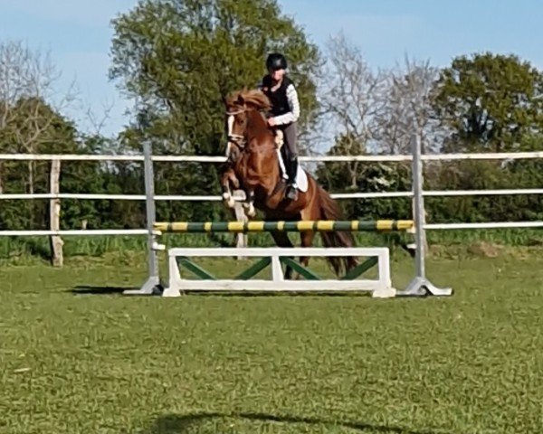broodmare Aberdeen JF (German Riding Pony, 2016, from Golden Atreju)
