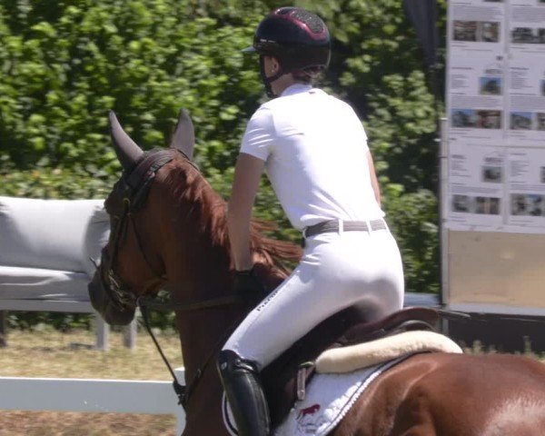 Reitturnier Aach 2025