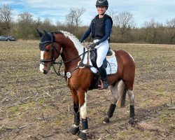dressage horse Wandoro AS (Pinto / Small Riding Horse, 2020, from Wandor AS)