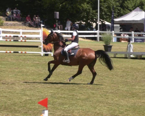 Reitturnier Aach 2025