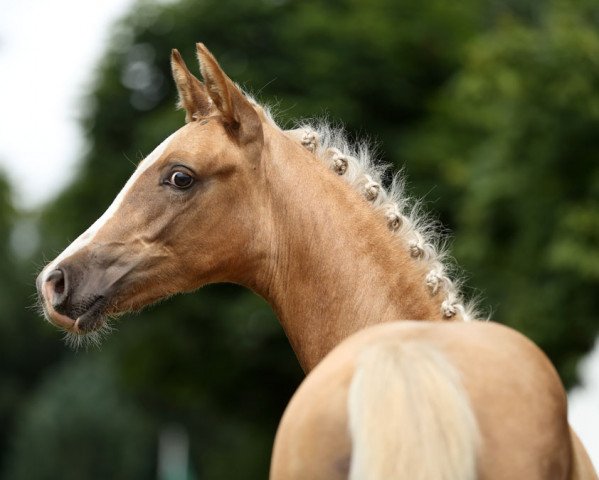 Deckhengst Ninjago (Deutsches Reitpony, 2017, von Fs Numero Uno) Deckhengst Ninjago (Deutsches Reitpony, 2017, von Fs Numero Uno)