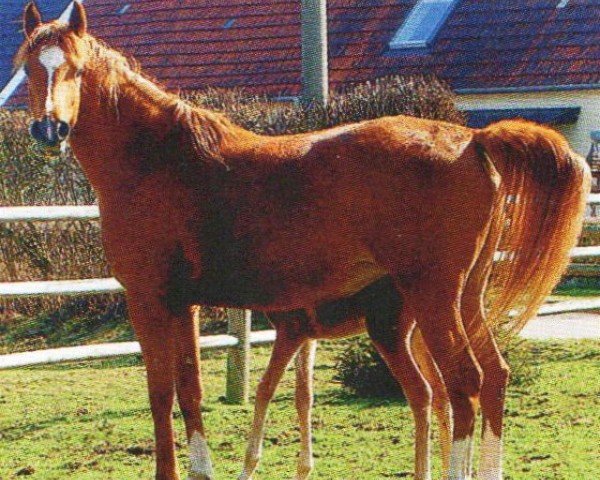 horse Mia Carisma (Arabian, 2006, from Psytadel 1998 ox)