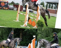 jumper Cornet's Camilla (Holsteiner, 2020, from Cornet's Quaprice)