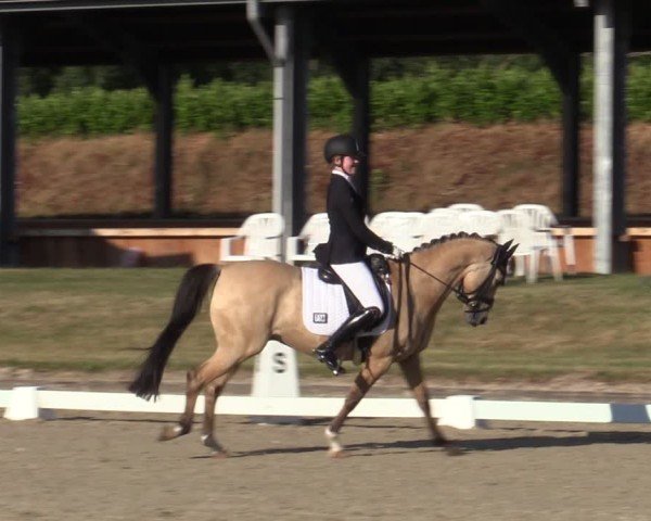 Reitturnier Langenfeld 2025