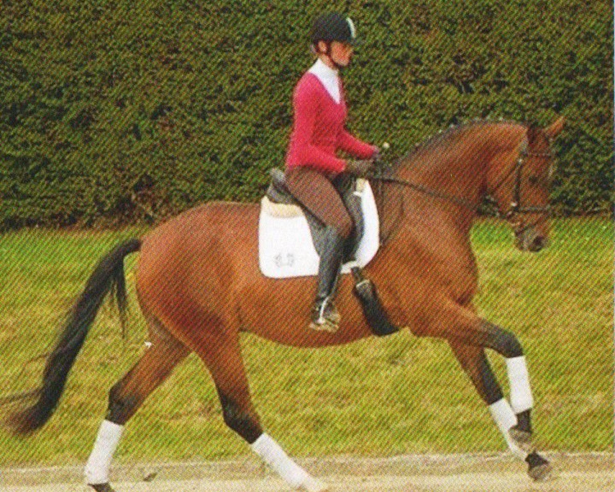 horse Königsbote 3 (Trakehner, 2008, from Kasimir TSF)