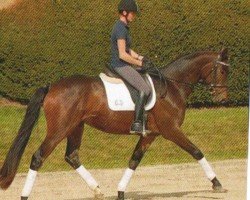 Dressurpferd Zauberkönig 3 (Trakehner, 2008, von Interconti)