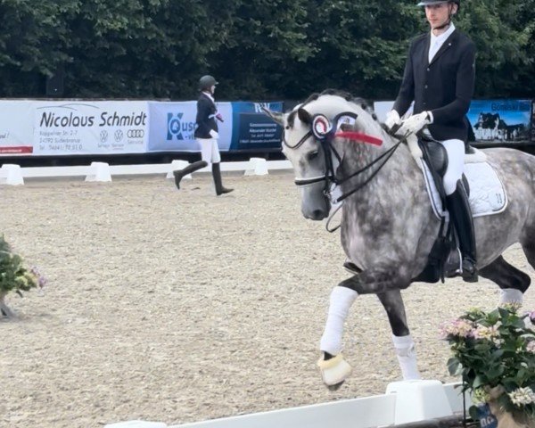 dressage horse Daisy 986 (Hanoverian, 2018, from Don Frederico)