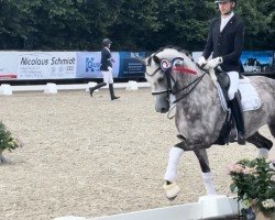 dressage horse Daisy 986 (Hanoverian, 2018, from Don Frederico)