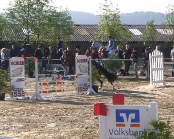 Großes Reit- und Springturnier Bühren-Breckerfeld 2014