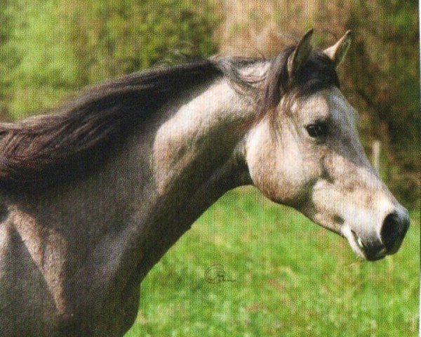 horse Inshal Alquamar (Arabian, 2008, from Drago ox)