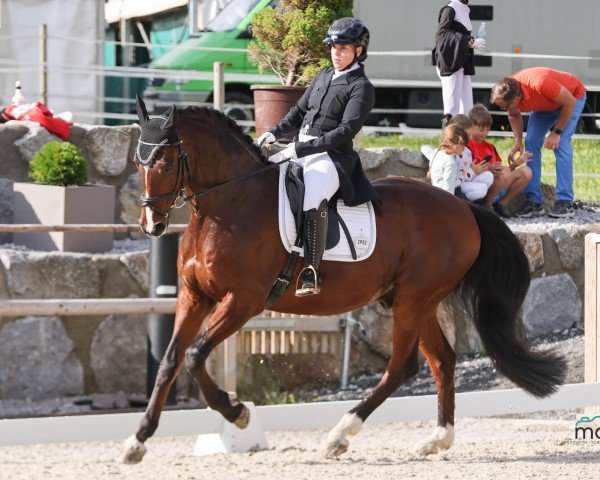 Dressurpferd Calisto 11 (Hannoveraner, 2008, von Cassus 2)