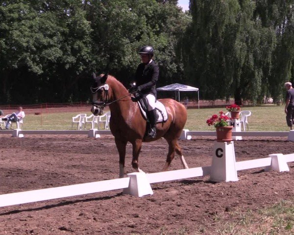 Reitturnier Schwittersdorf-Beesenstedt 2025