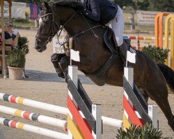 jumper Cadeau 67 (Rhinelander, 2018, from Coupe Gold)