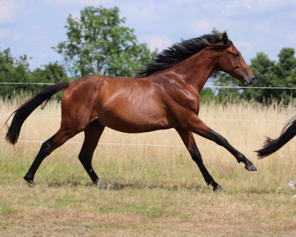 Pferd Amicus K (Westfale, 2023, von Asagao xx)