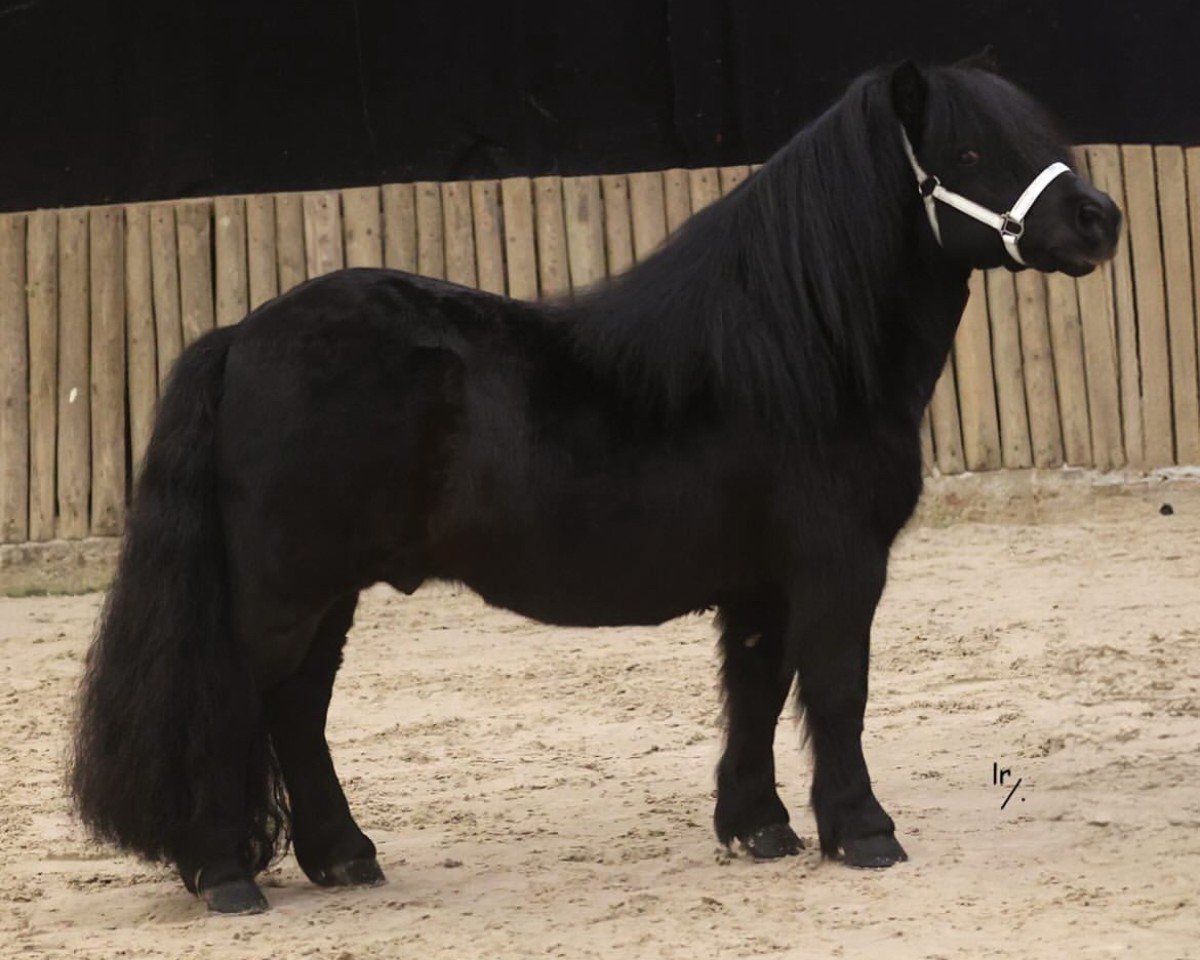 I Am v. Stal v.d. Valkenhof: Cheval, Pedigree