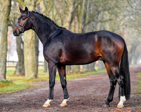 stallion Dantango (Westphalian, 2017, from Destano)