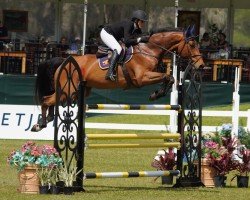 jumper Loyalton (KWPN (Royal Dutch Sporthorse), 2016, from Carambole)
