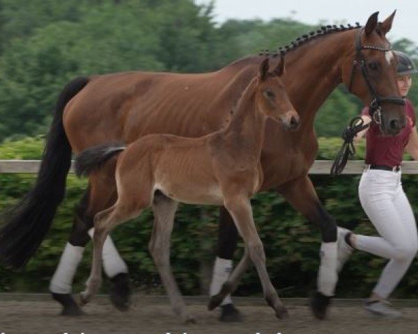 Zuchtstute Noble Champ (Hannoveraner, 2007, von Now Or Never M)