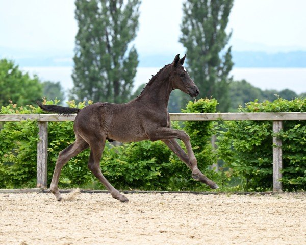 Fohlen von Escanero del Solei (Deutsches Sportpferd, 2025, von Escanto PS OLD)