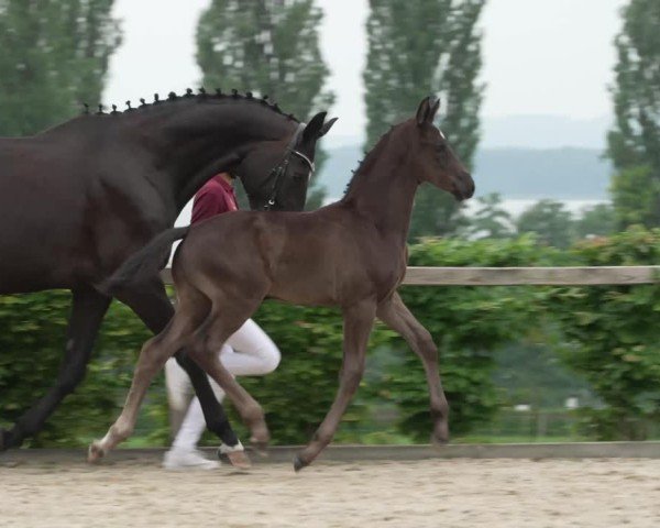 Video von Escanero del Solei
