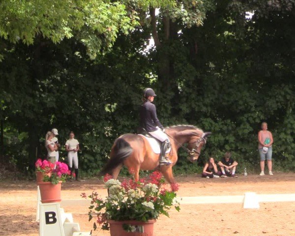 Reitturnier Schwittersdorf-Beesenstedt 2025