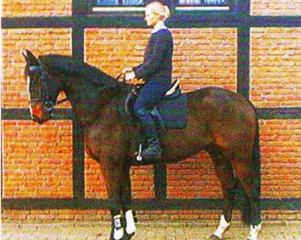 Springpferd Rantaris (Hessisches Warmblut, 1995, von Rodgau) Springpferd Rantaris (Hessisches Warmblut, 1995, von Rodgau)
