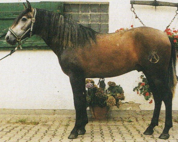 Cavallo Indiano LXV (Pura Raza Espanola (PRE), 1999, di Andador X)