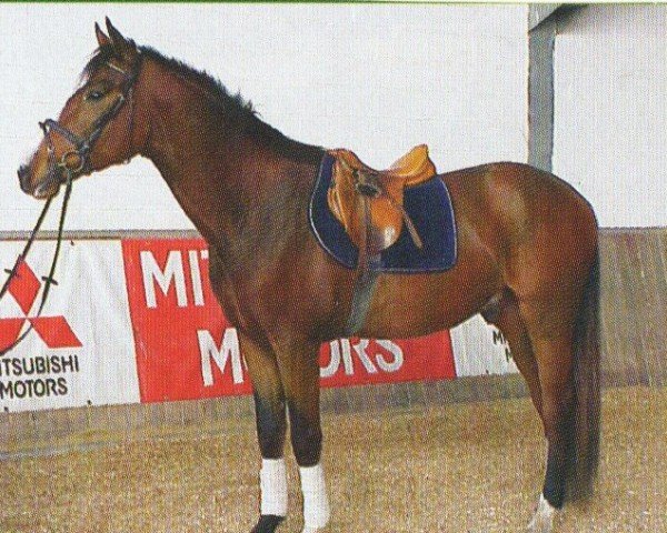 Pferd Ruben (Hessisches Warmblut, 2000, von Rubinstar)