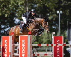 Springpferd Ulina 20 (Holsteiner, 2015, von Uriko)