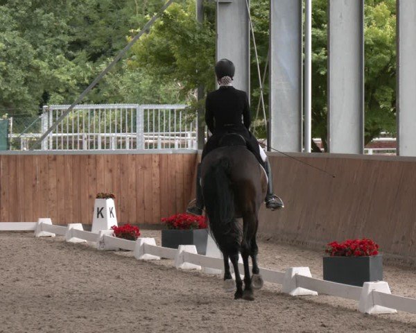 Reitturnier Langenfeld 2025