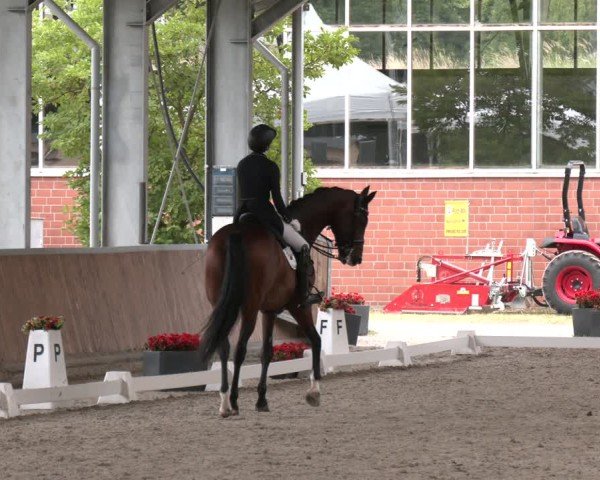 Reitturnier Langenfeld 2025