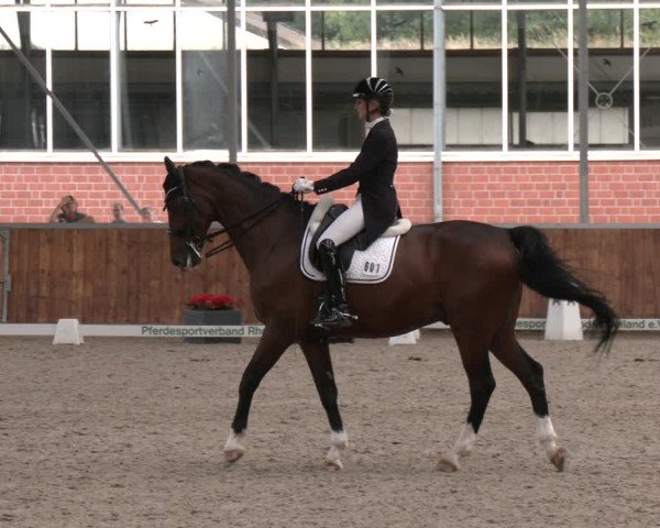 Reitturnier Langenfeld 2025