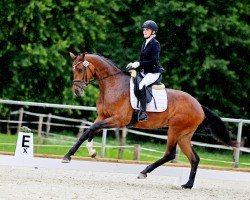 dressage horse Jolie La Belle 3 (Hanoverian, 2021)